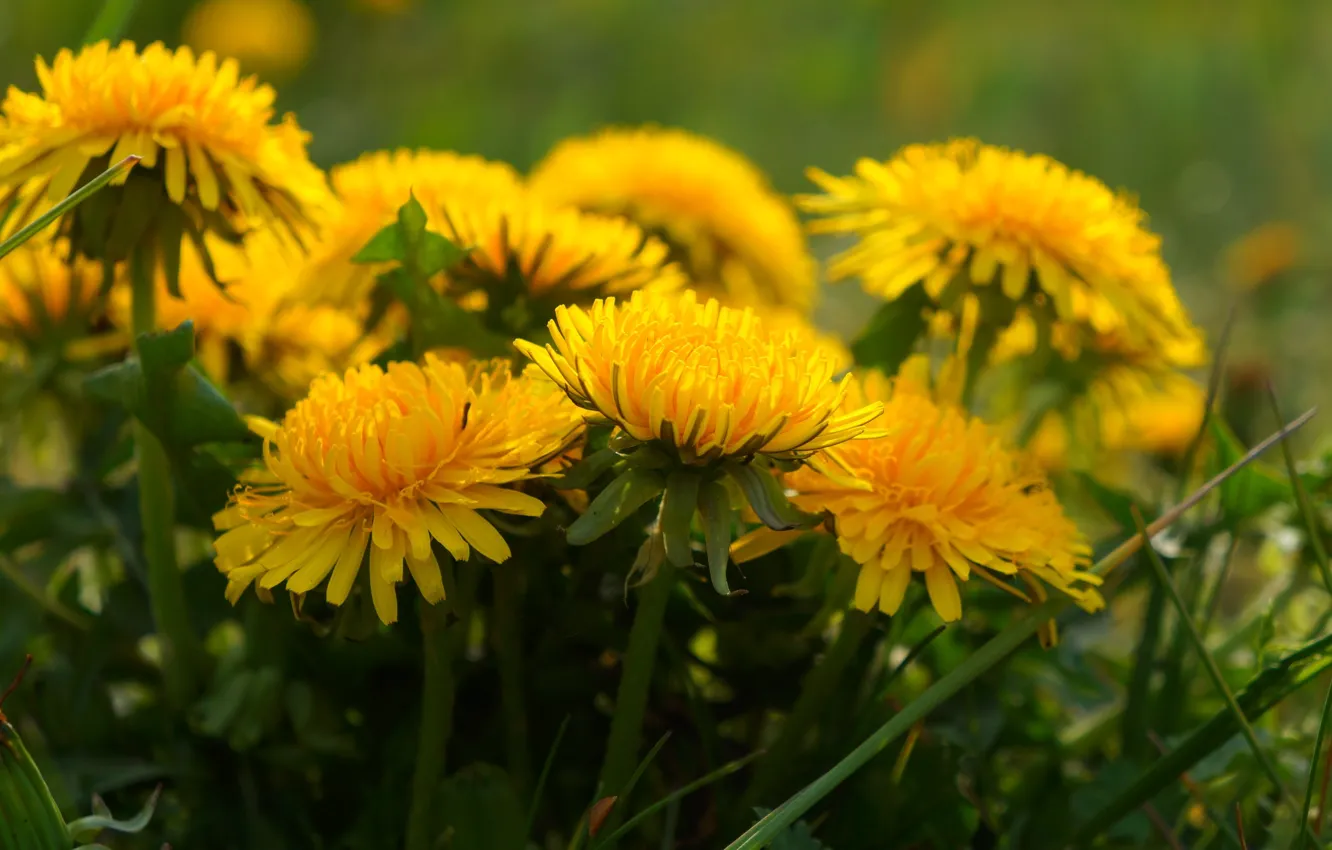 Photo wallpaper flower, yellow, spring