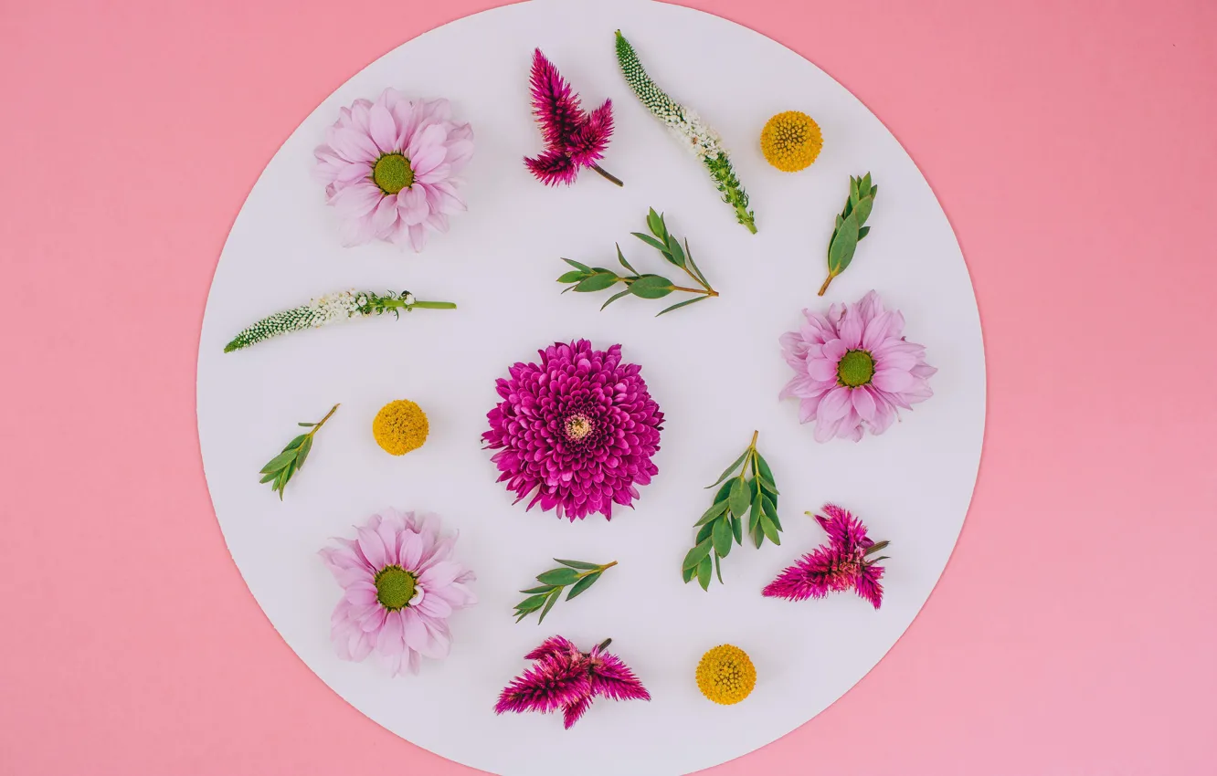 Photo wallpaper flowers, chrysanthemum, pink, flowers, background, floral
