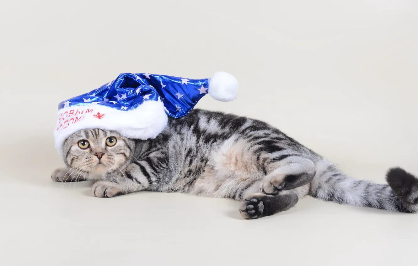 Photo wallpaper cat, look, holiday