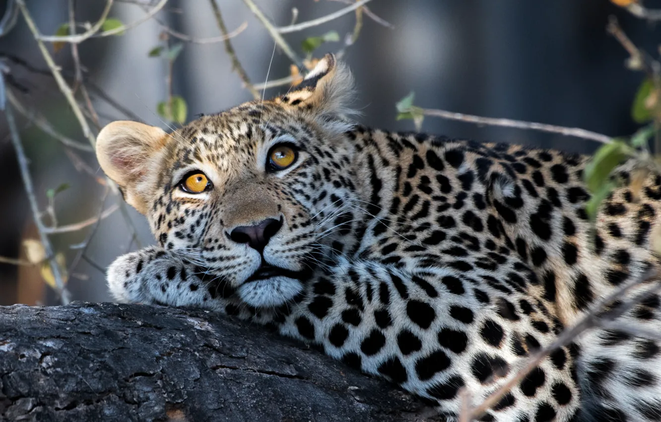 Photo wallpaper look, leopard, wild cat, handsome