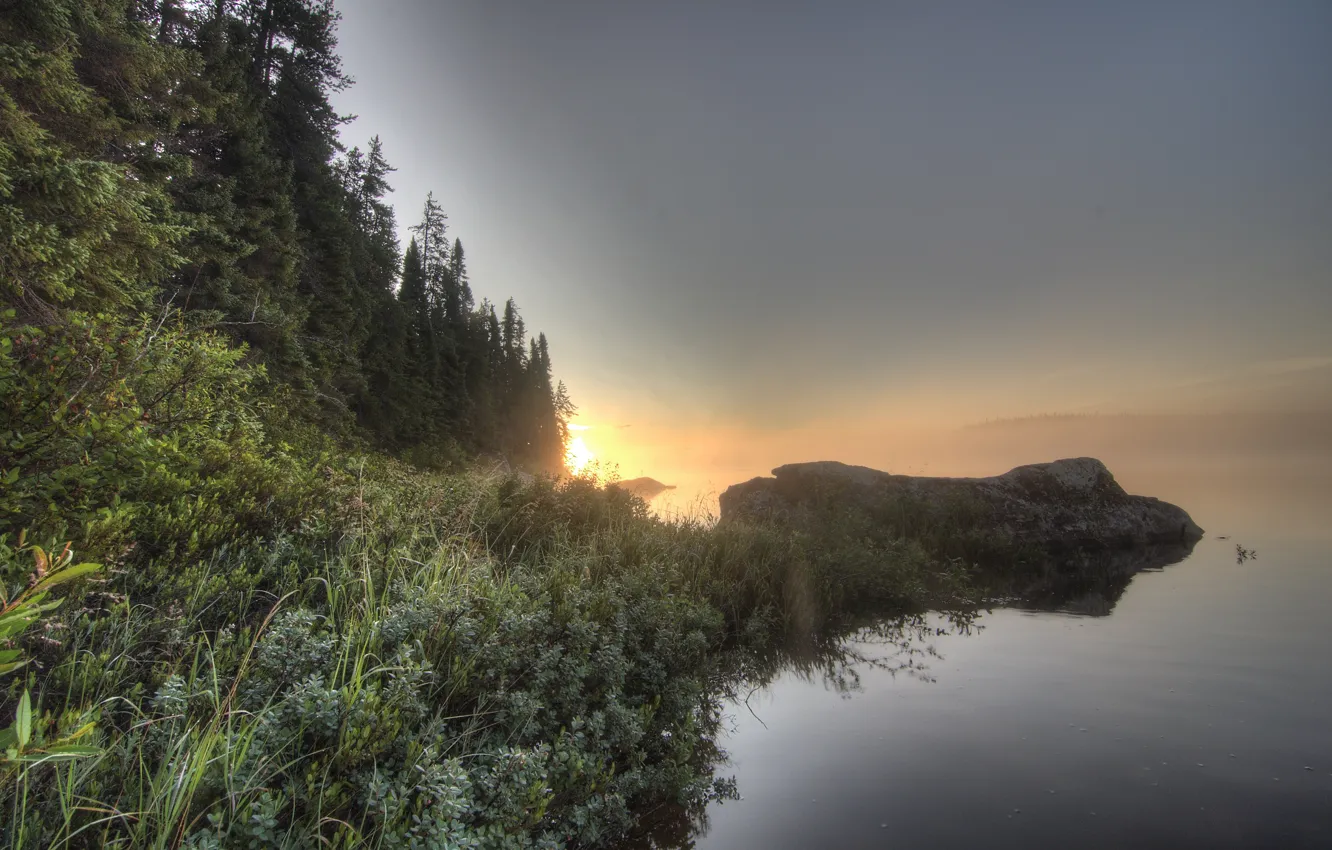 Photo wallpaper forest, fog, lake, shore