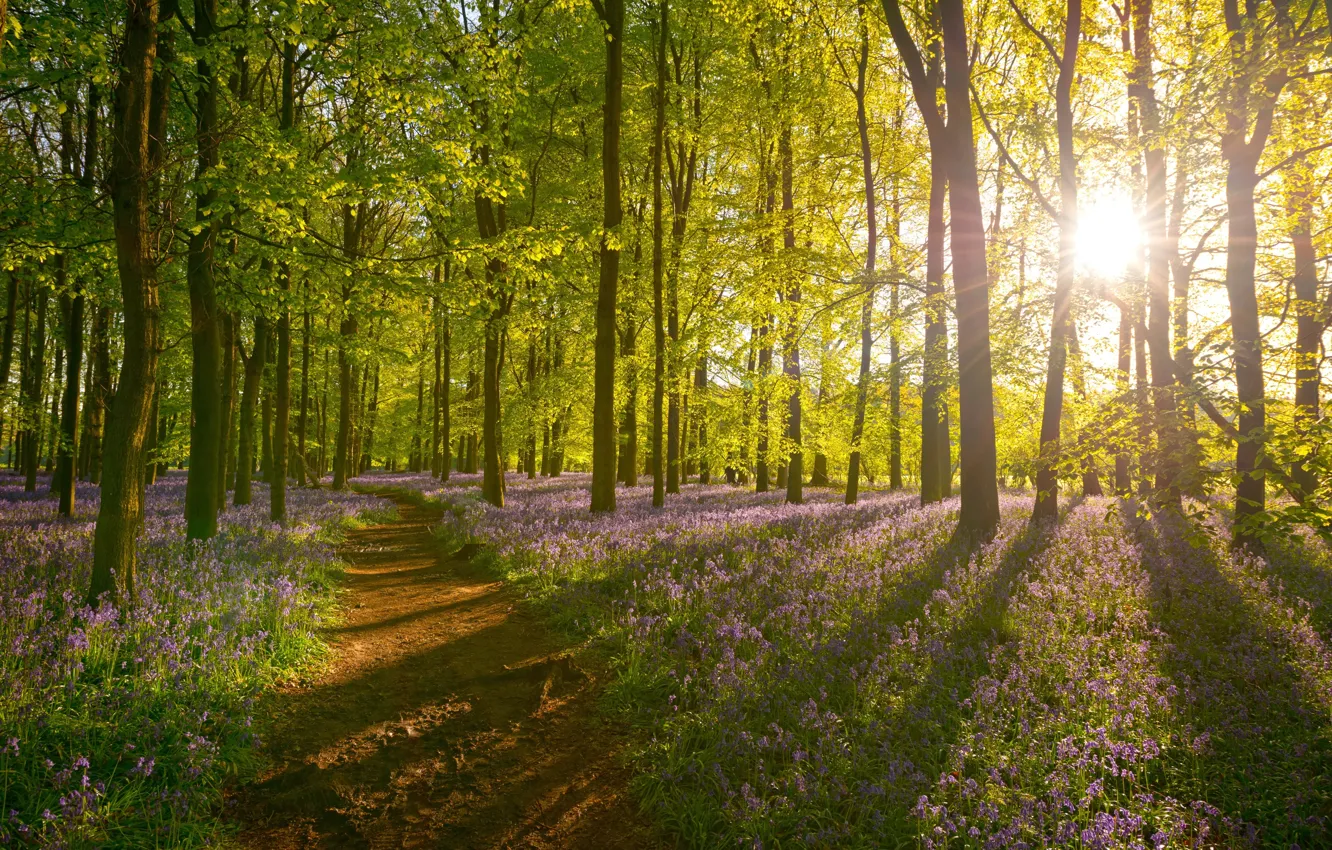 Photo wallpaper forest, the sun, light, trees, flowers, shadow, haze