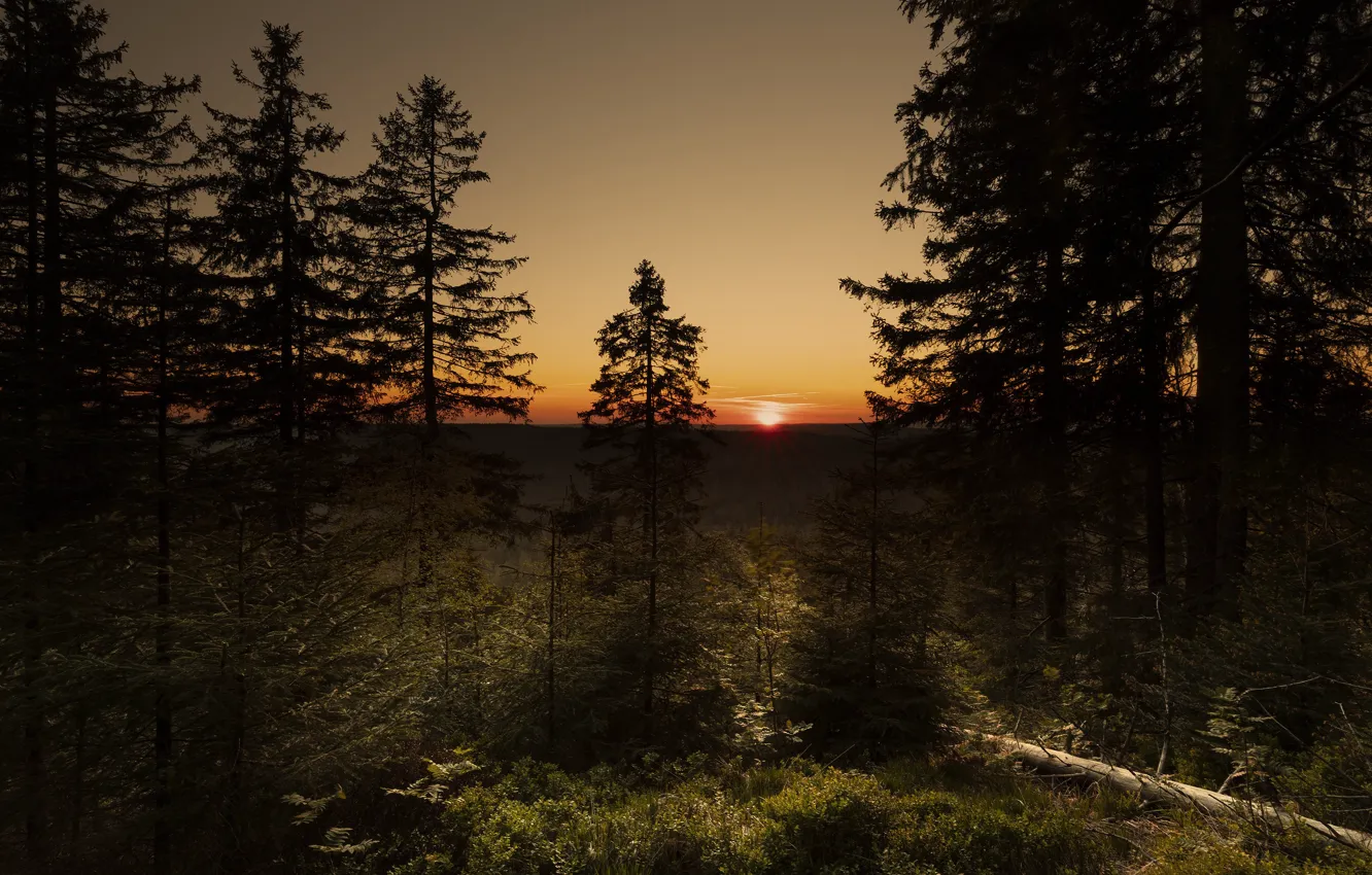 Photo wallpaper forest, the sun, sunset, branches, the evening, ate, pine, log