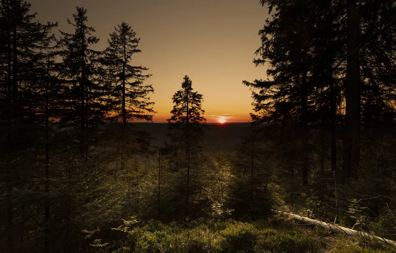 Photo wallpaper forest, the sun, sunset, branches, the evening, ate, log, pine