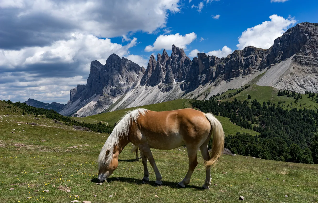 Photo wallpaper forest, the sky, clouds, mountains, blue, rocks, horse, horse