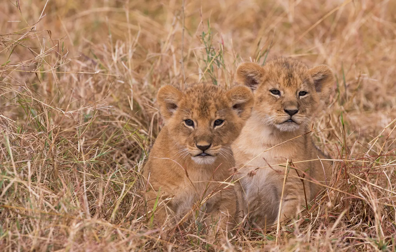 Photo wallpaper grass, kittens, the cubs, a couple, cubs