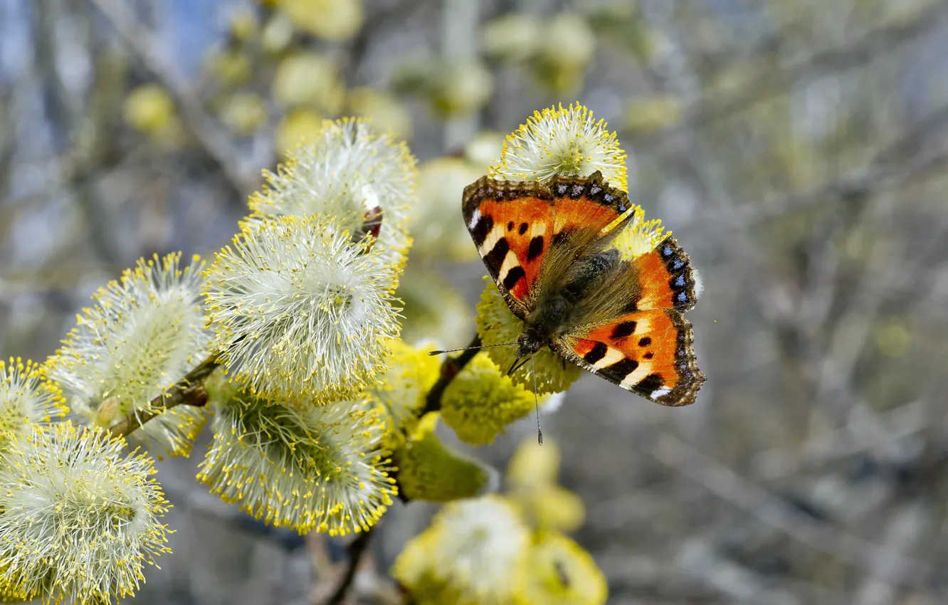 Photo wallpaper macro, butterfly, Verba, urticaria