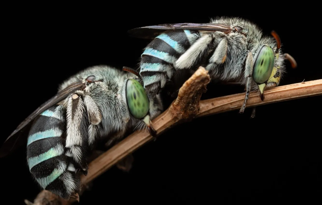 Photo wallpaper animals, wildlife, Northern Blue-banded Bees