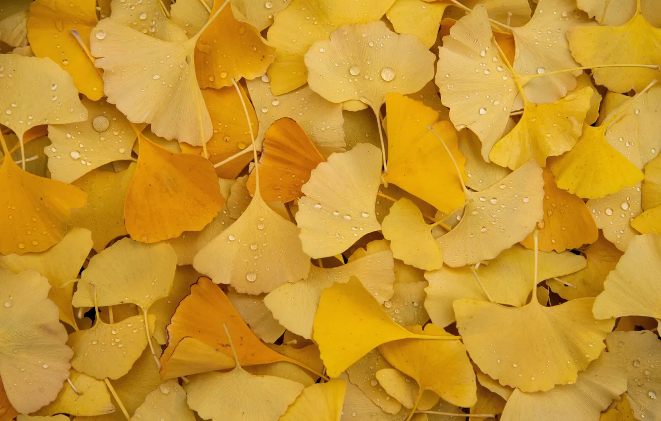Photo wallpaper autumn, leaves, drops, yellow, foliage, a lot, autumn leaves, Ginkgo biloba