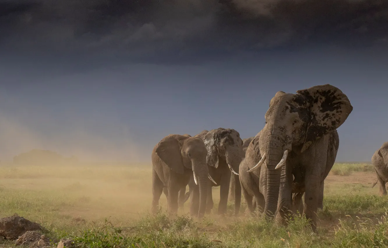 Photo wallpaper field, the sky, clouds, nature, elephant, dust, the herd, a herd of elephants