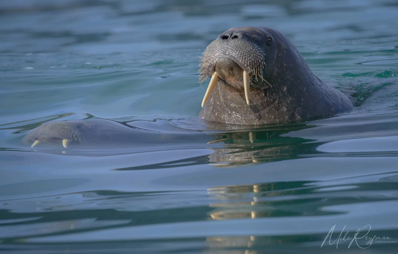 Photo wallpaper ocean, blue, water, Norway, Arctic, Walrus, Svalbard, Mike Reifman