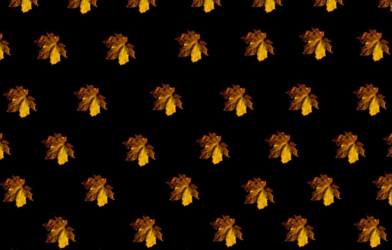Photo wallpaper texture, black background, autumn yellow maple leaf