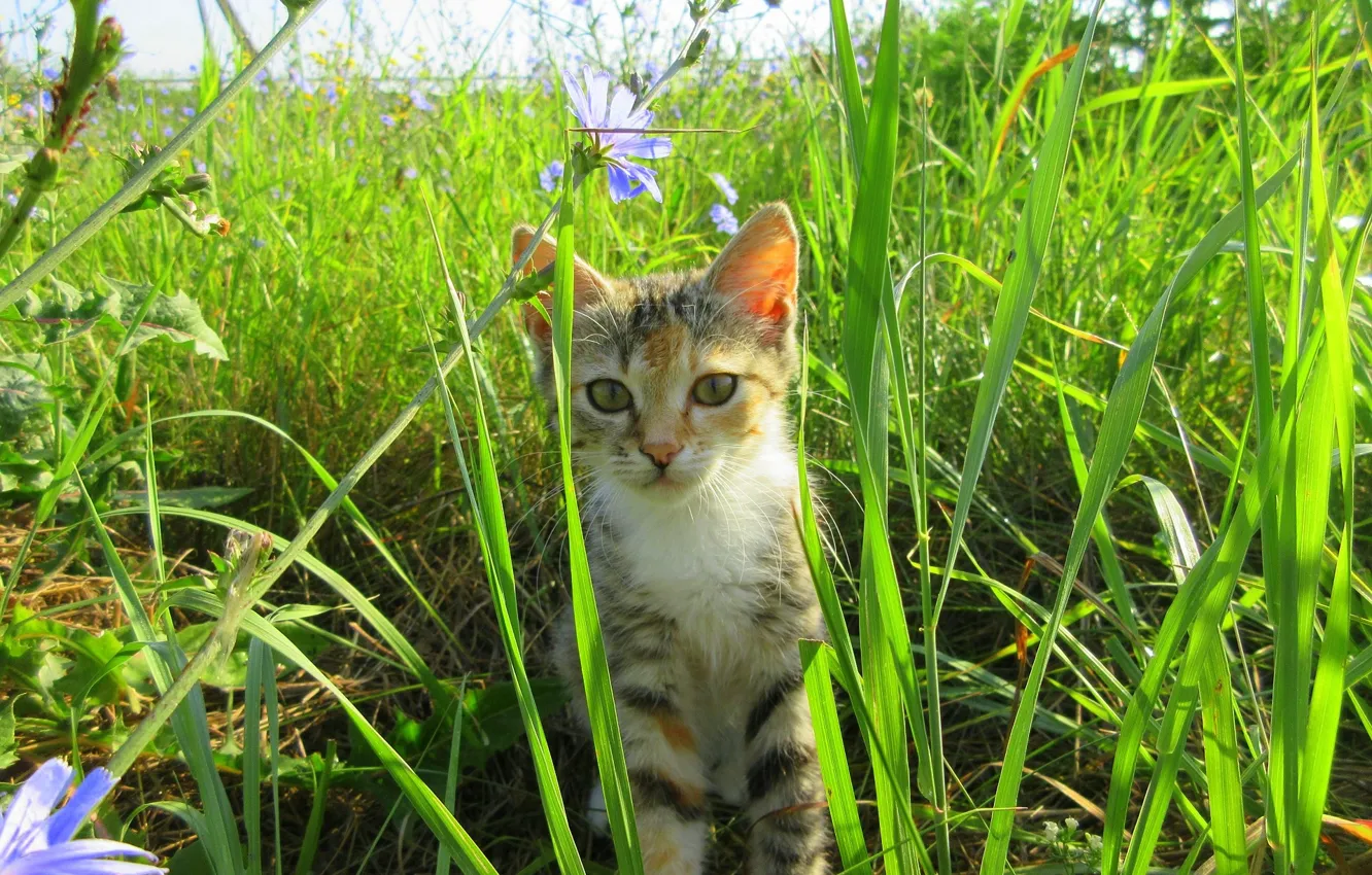 Photo wallpaper cat, summer, grass