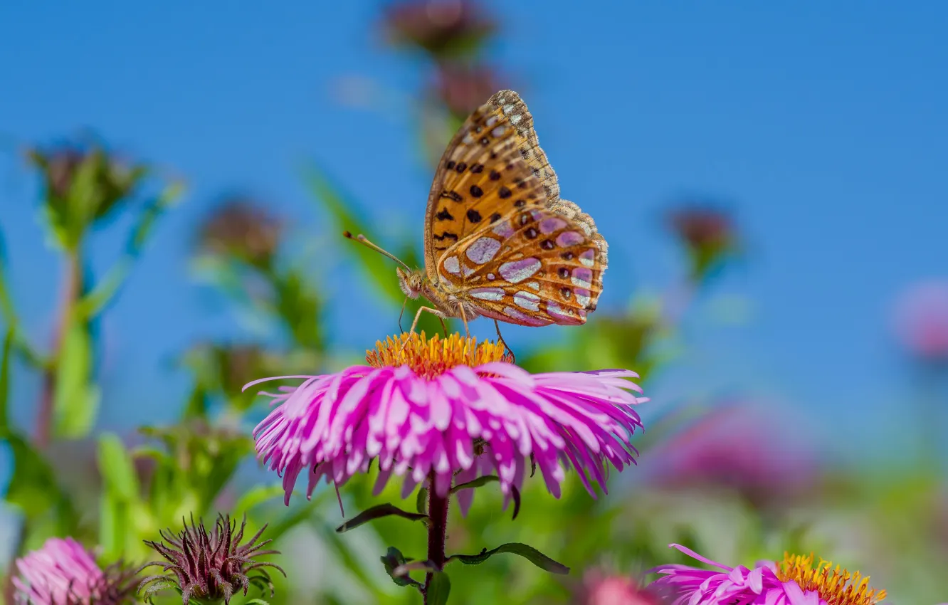 Photo wallpaper autumn, macro, flowers and butterflies, bokeh effect