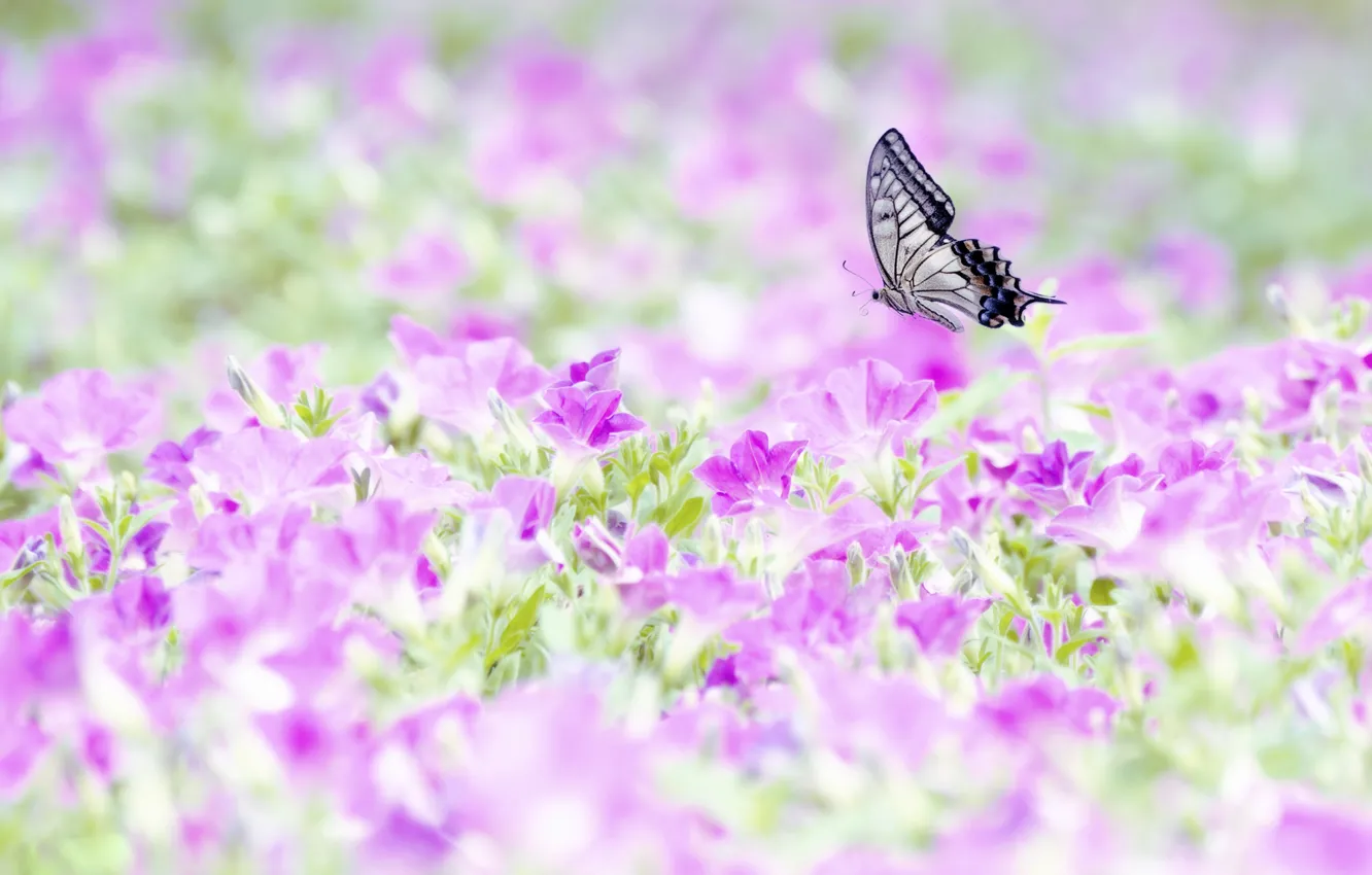Photo wallpaper flight, butterfly, wings, field of flowers
