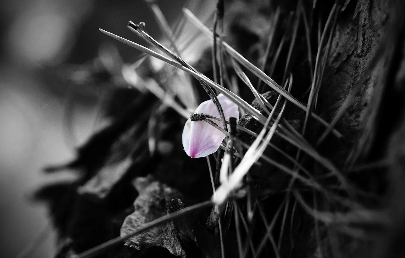 Photo wallpaper needle, petals, b/W, image