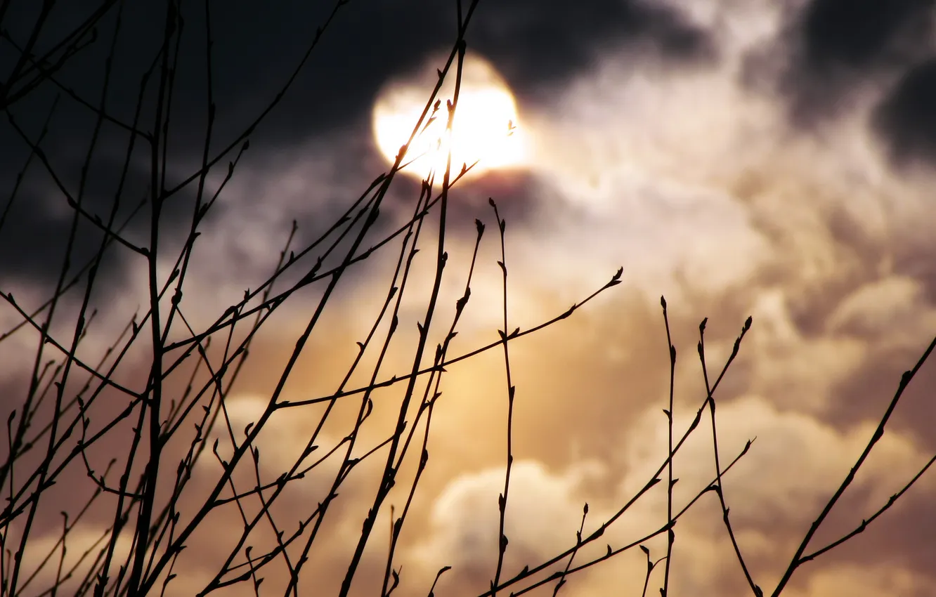 Photo wallpaper night, nature, the moon, plant, a month, photos