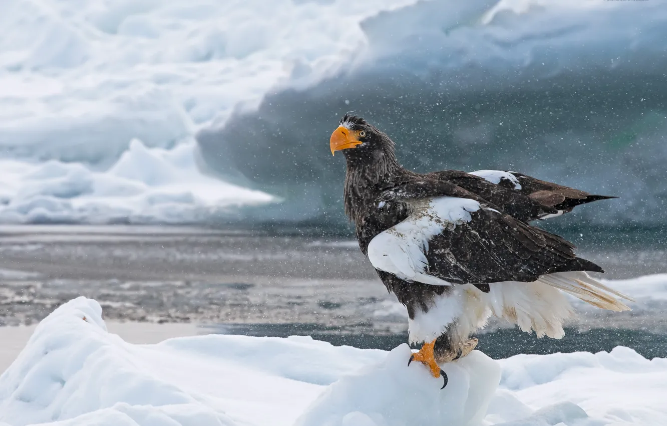 Photo wallpaper water, snow, bird, hawk, hishnik, Steller's sea eagle