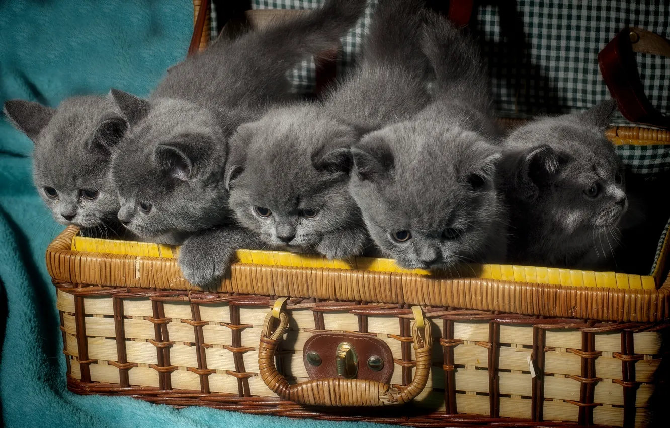 Photo wallpaper kittens, suitcase, kids, the British, British Shorthair