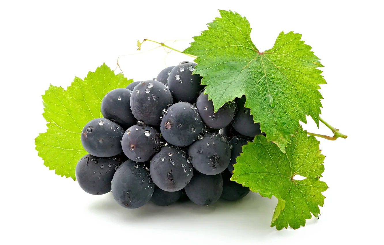 Photo wallpaper leaves, drops, black, wet, grapes, white background