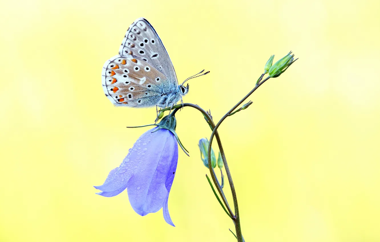 Photo wallpaper flower, blue, butterfly, bell, yellow background