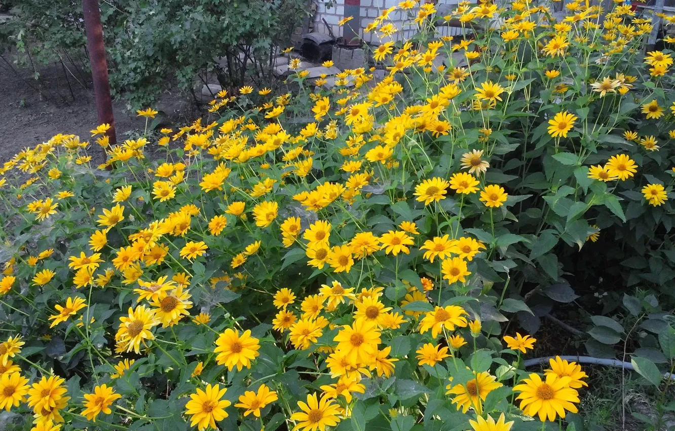 Photo wallpaper summer, flowers, nature, chamomile