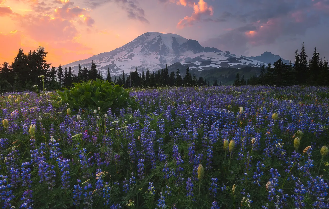 Photo wallpaper field, forest, the sky, clouds, flowers, mountains, glade, tops