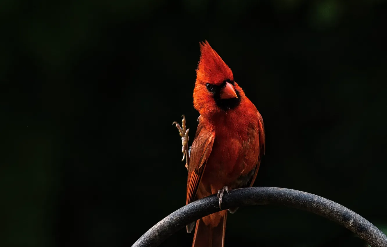 Photo wallpaper red, bird, red, bird, cardinal, Angry Birds, cardinal, Red cardinal