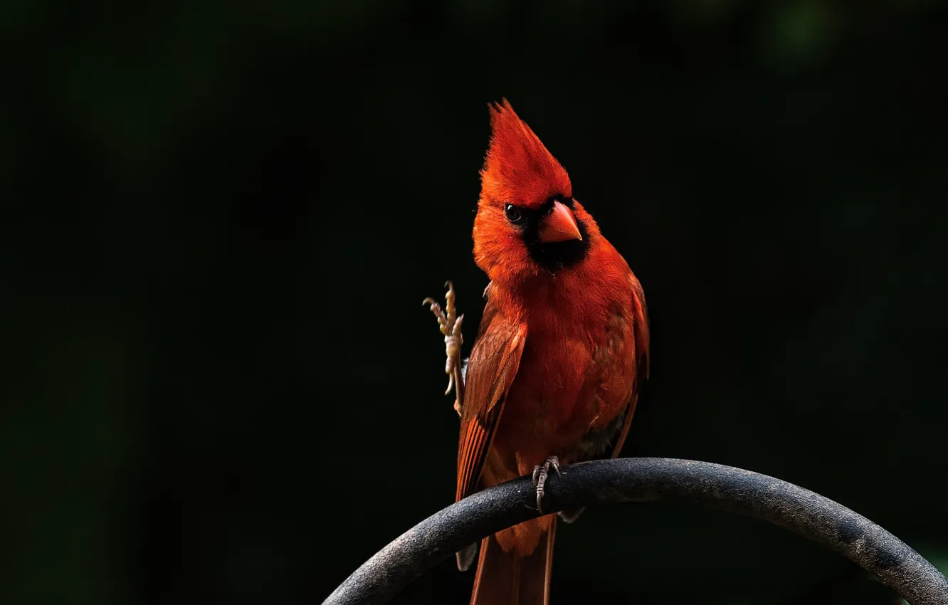 Photo wallpaper red, bird, red, bird, cardinal, Angry Birds, Cardinal, angry birds