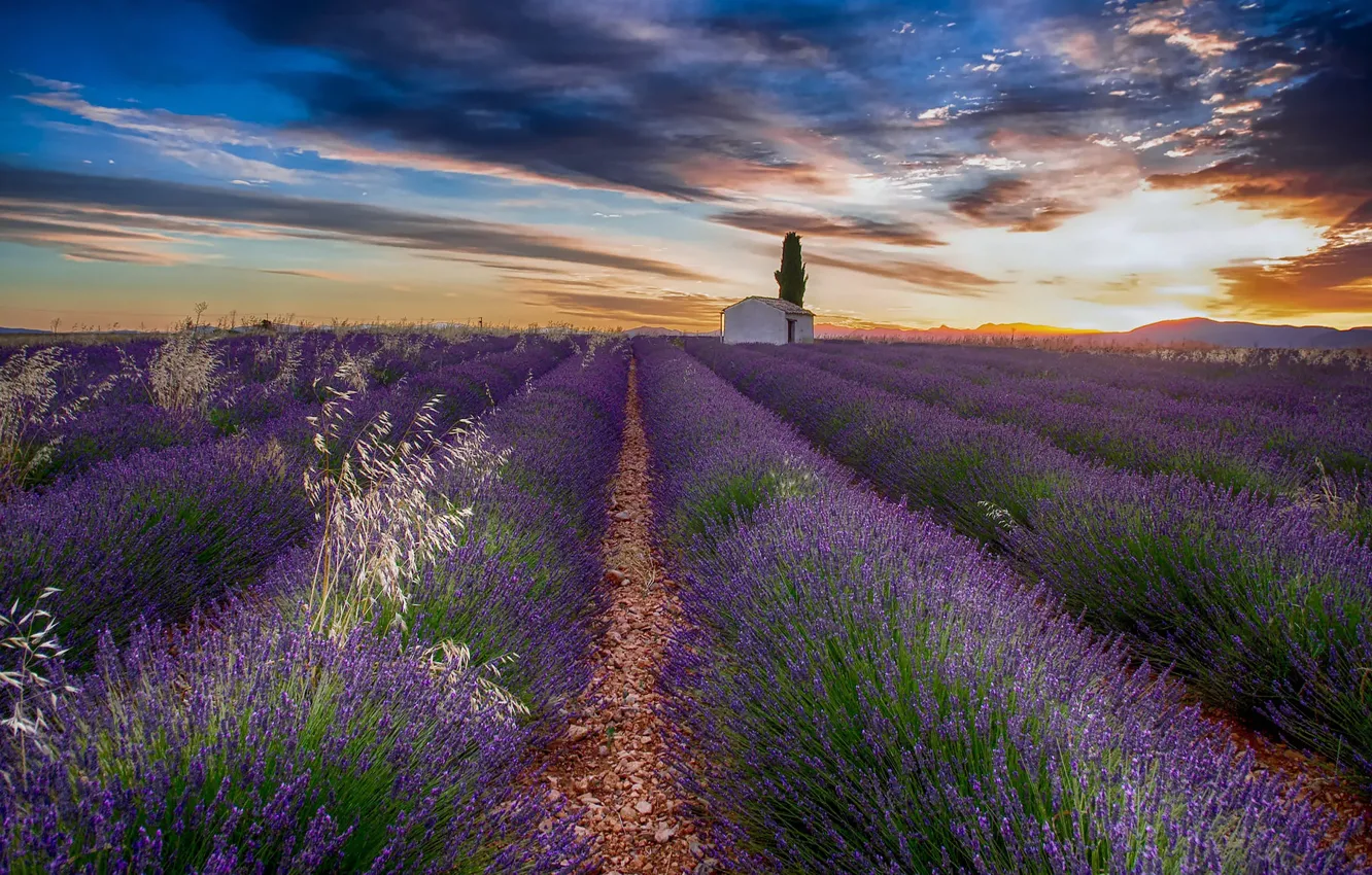 Photo wallpaper trees, a number, flowers, plantation, lavender field, lavender, house, field