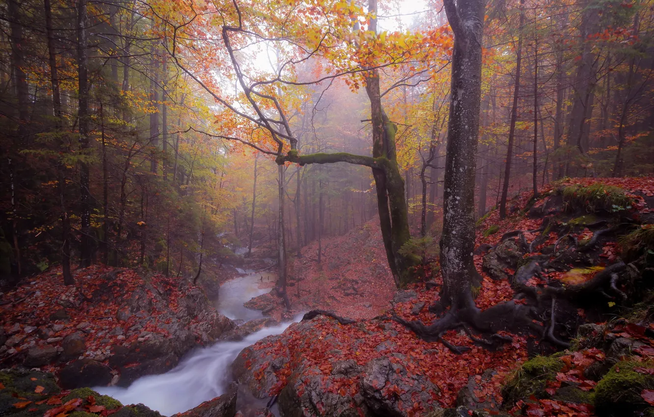 Photo wallpaper autumn, forest, fog, river