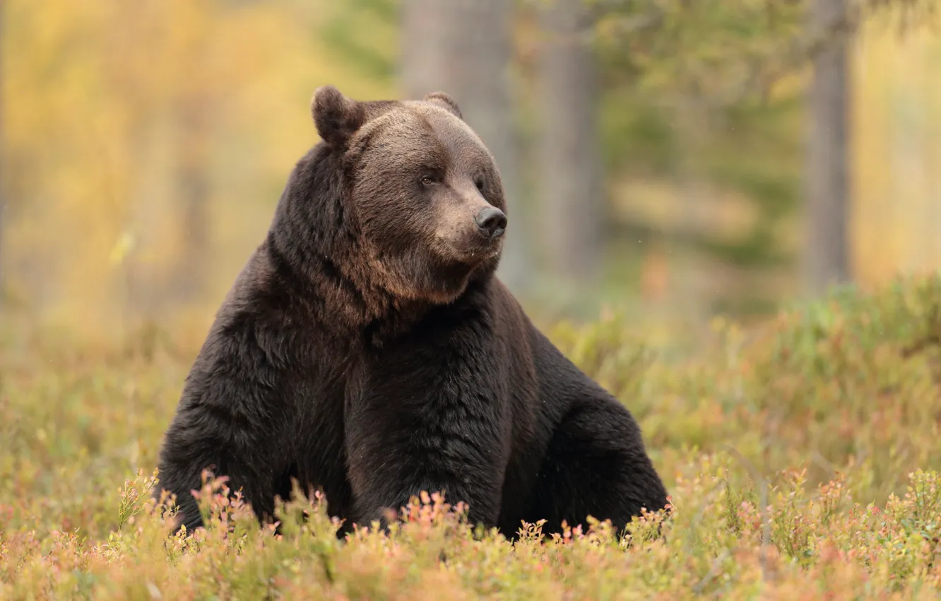 Photo wallpaper autumn, look, face, nature, pose, glade, bear, sitting