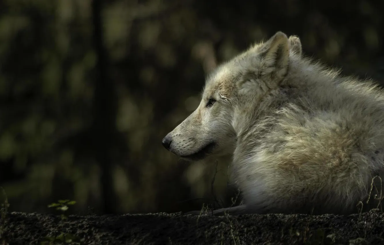 Photo wallpaper nature, Gray Wolf, face, animal, wolf, canis lupus, wildlife, head