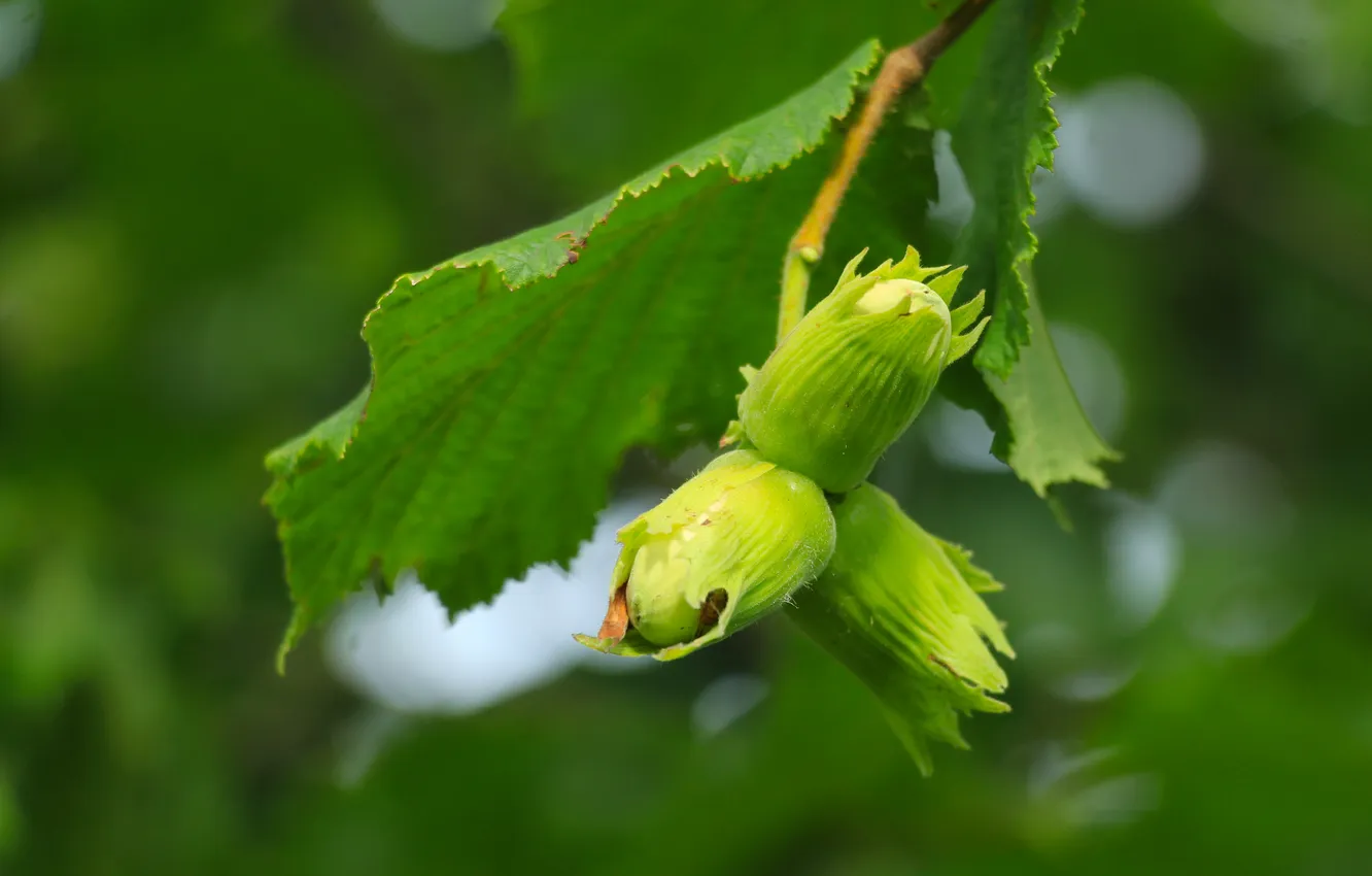 Photo wallpaper nuts, plant, twig