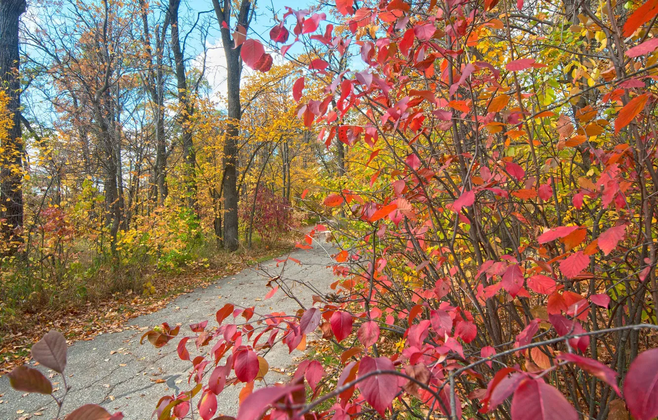 Photo wallpaper autumn, leaves, Park, track, the crimson