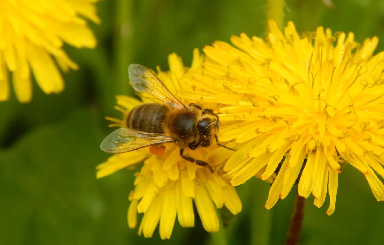 Photo wallpaper greens, grass, flowers, bee, dandelion, pollen, insect