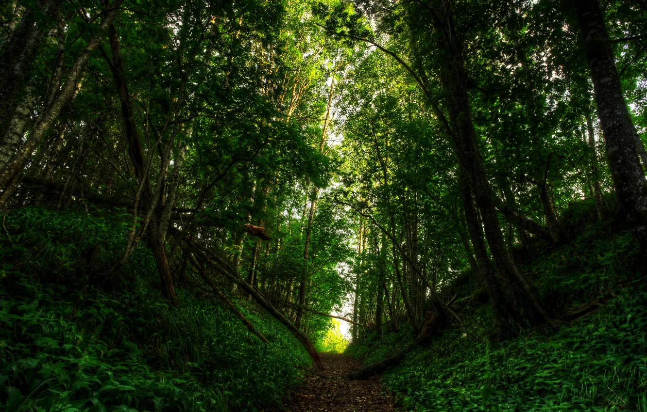 Photo wallpaper road, forest, light, nature, forest, road, nature