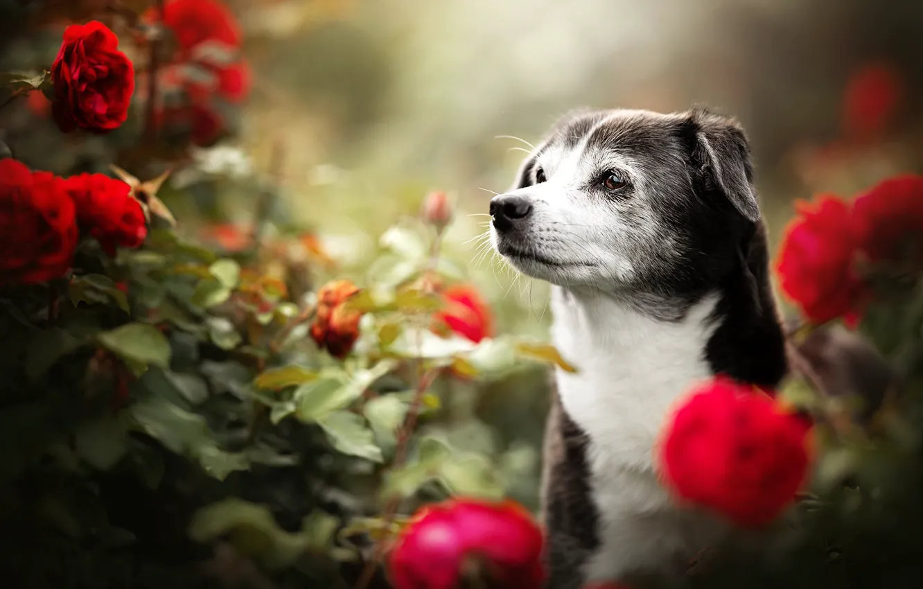 Photo wallpaper face, flowers, roses, dog, bokeh