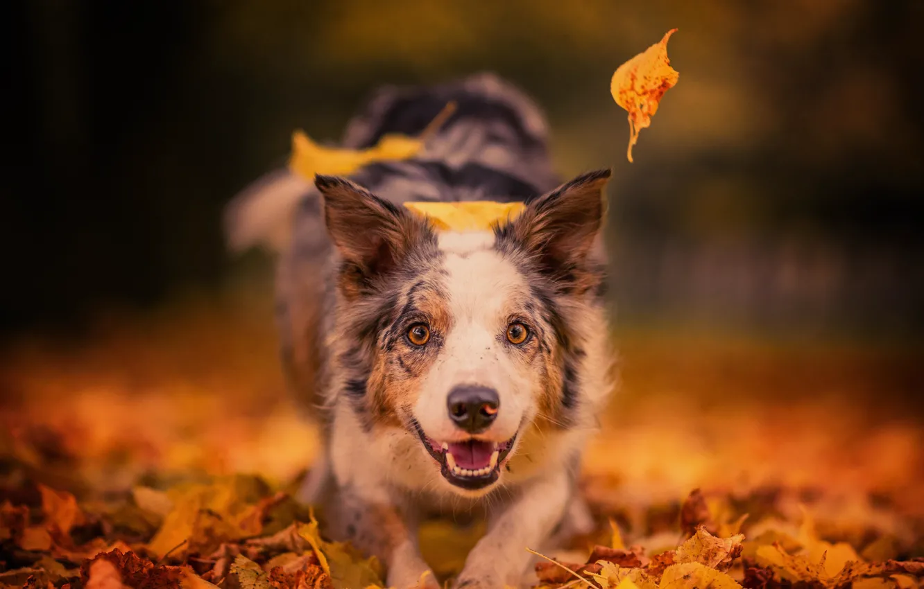 Photo wallpaper autumn, look, face, leaves, joy, mood, dog, bokeh