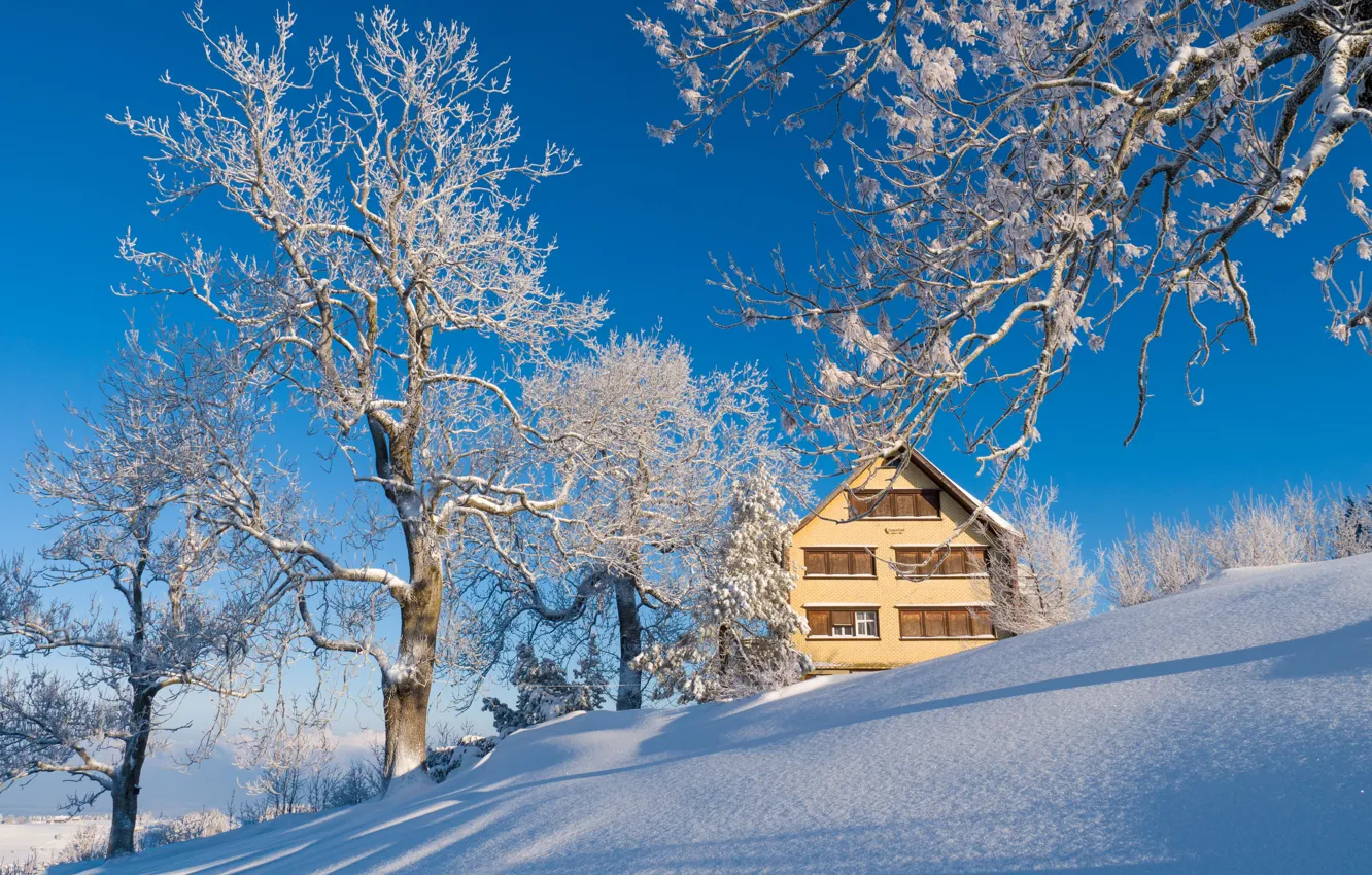 Photo wallpaper winter, frost, the sky, light, snow, trees, landscape, branches