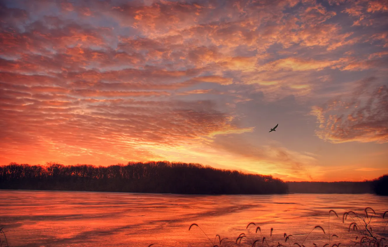 Photo wallpaper forest, clouds, sunset, lake, bird