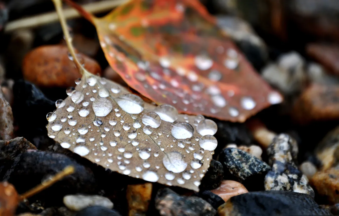 Photo wallpaper leaves, drops, stones