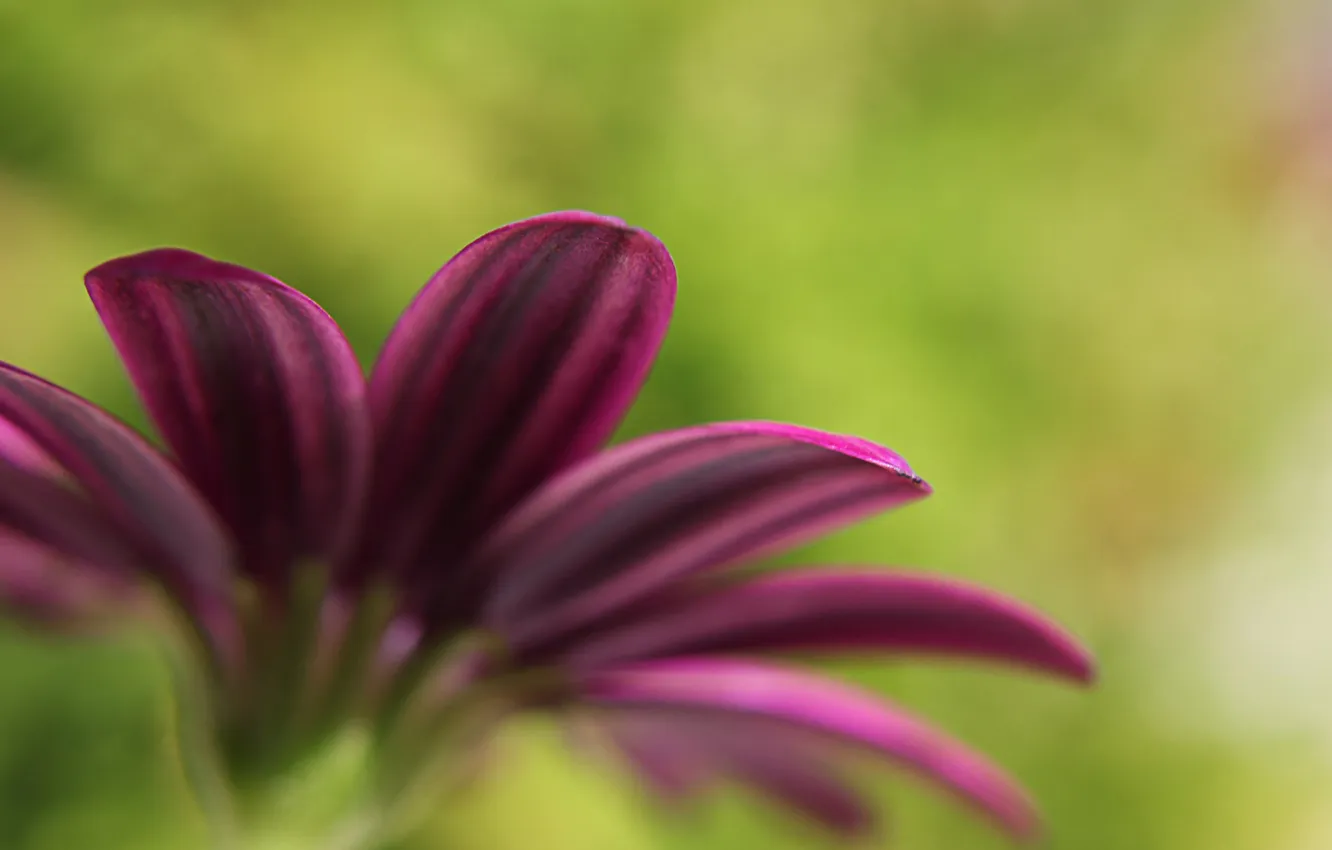 Photo wallpaper petals, razmytost, Reaching