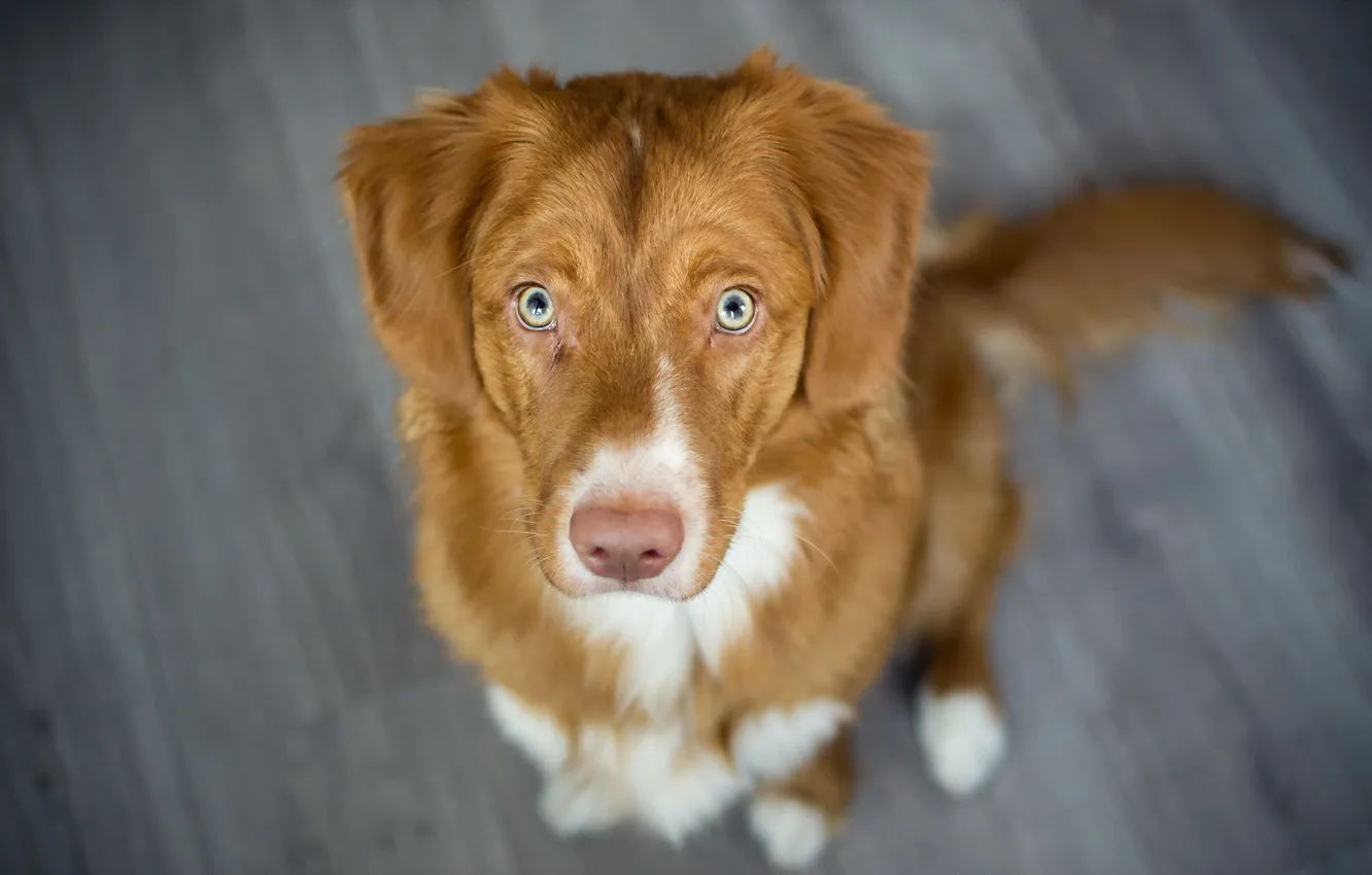 Photo wallpaper look, each, dog