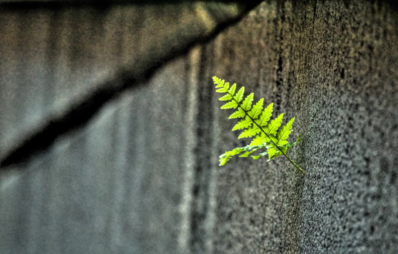 Photo wallpaper greens, wall, leaf, concrete
