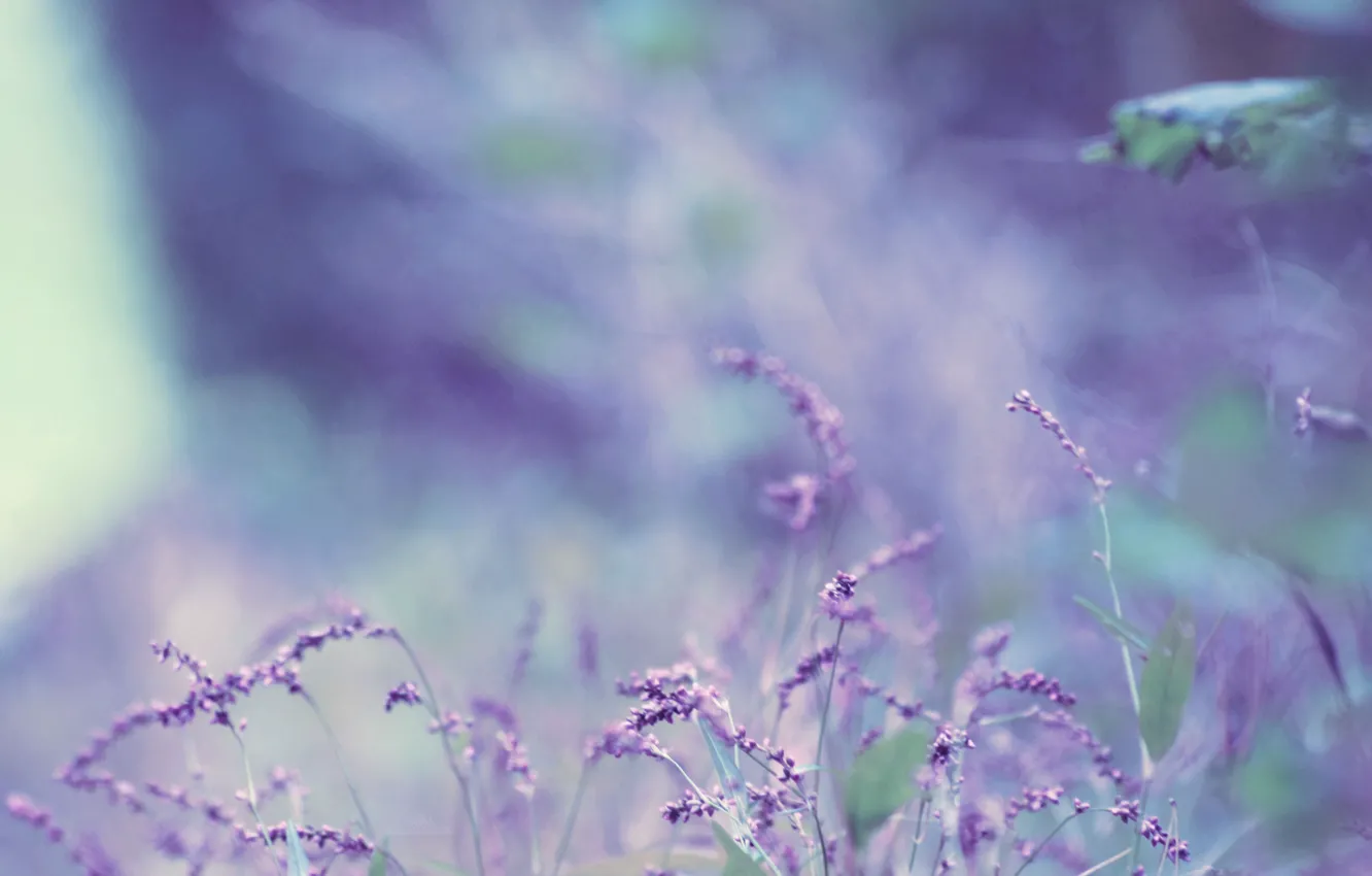 Photo wallpaper flower, lavender, bokeh, bokeh, lavender