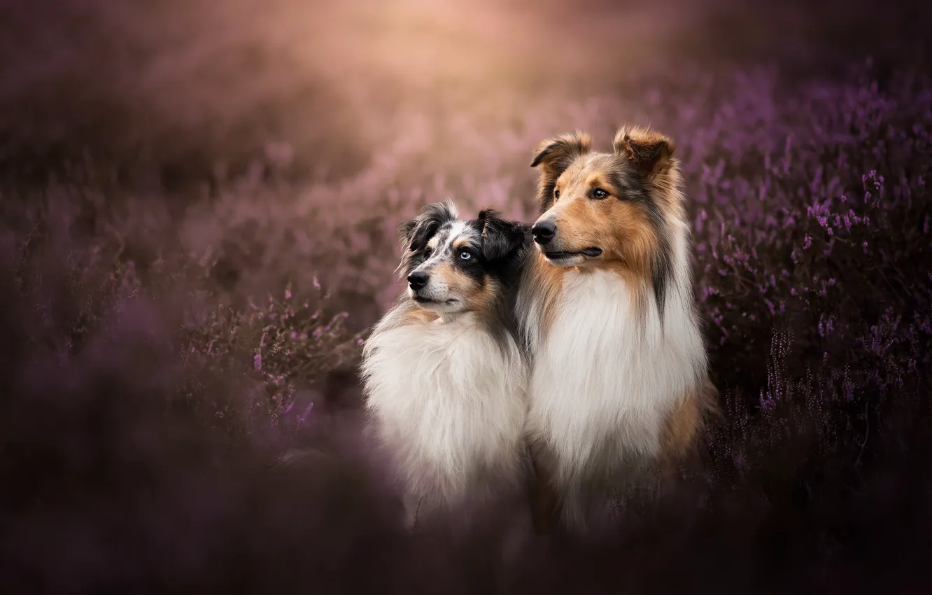 Photo wallpaper a couple, two dogs, Heather