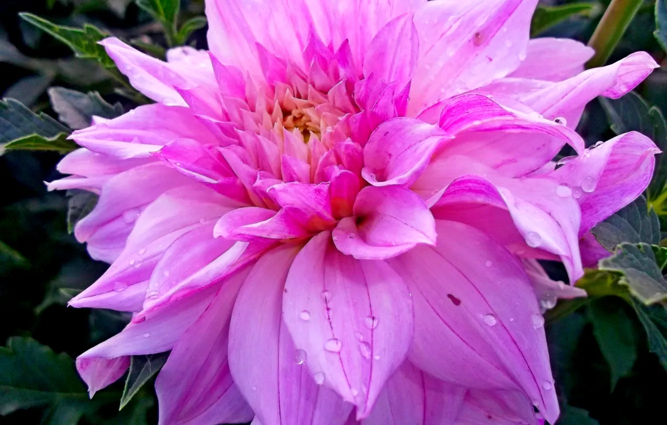 Photo wallpaper macro, flowers, dahlias