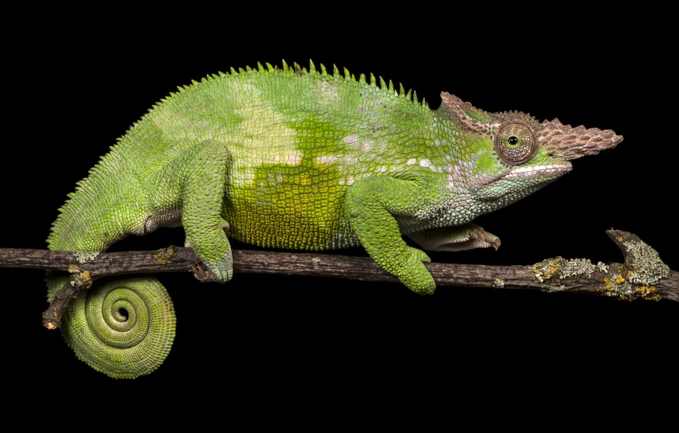 Photo wallpaper look, branches, green, chameleon, horns, black background