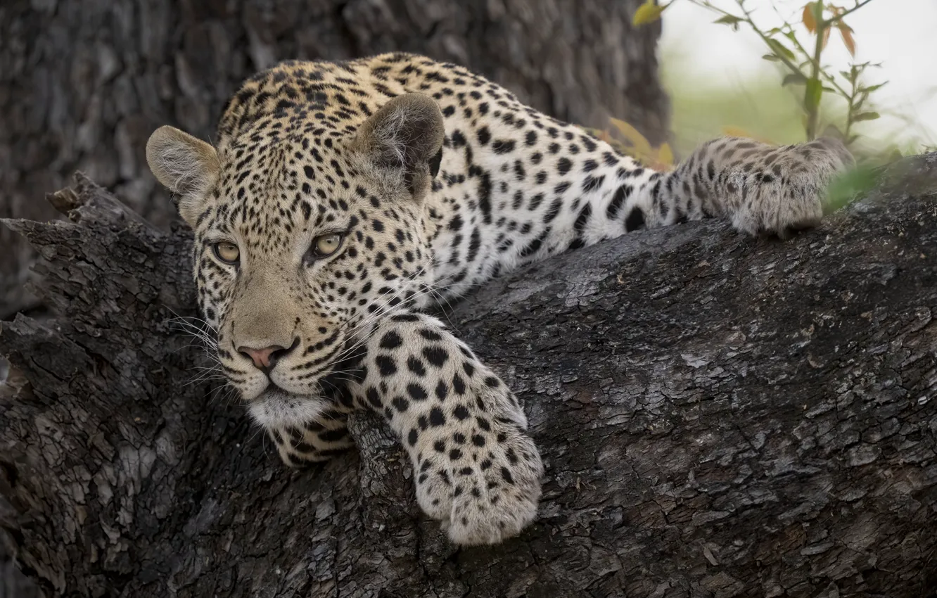 Photo wallpaper cat, stay, predator, leopard, views